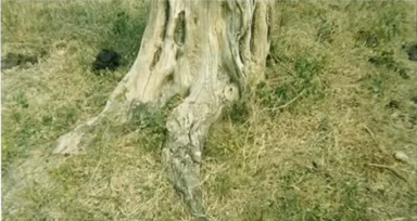 A former child combatant took a picture of this tree to express how it was comparable to the lives of children associated with armed groups. Similar to this tree, former child soldiers are left without support, abandoned by their communities and in the process of disappearing.  