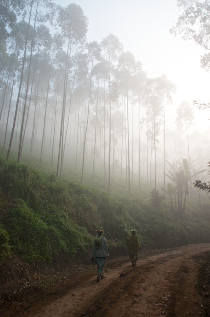 Masisi in the morning mist.